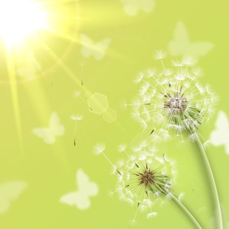 White dandelions with summer sun background vector illustration